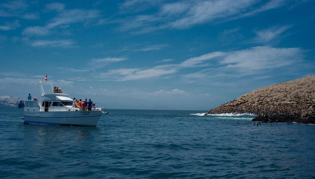 Nado con leones marinos en las Islas Palomino - Foto 1